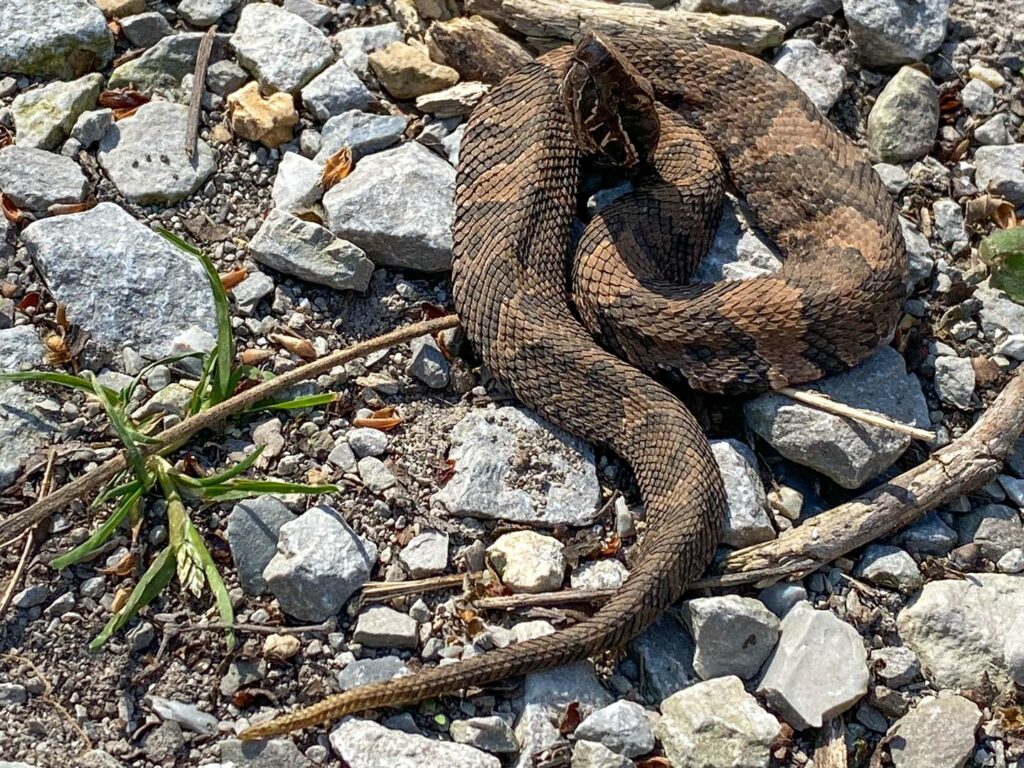 Snake catcher finds poisonous snake under trash bin - Good Morning America