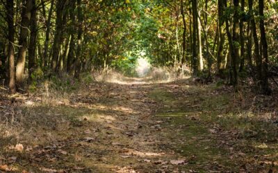 Speed Hiking: A form of exercise that’s actually fun!