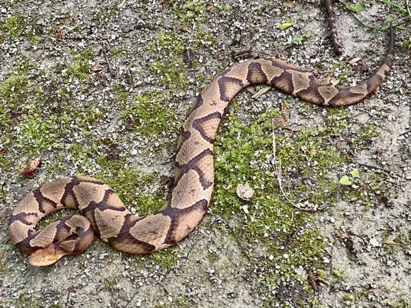 Top 10 Places for Herping in Southern Illinois
