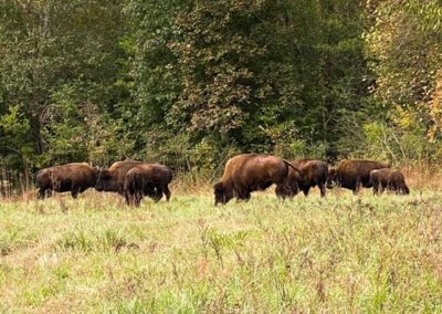 Elk and Bison