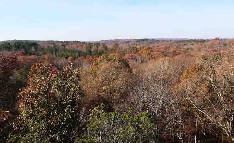 Blackjack Oak Overlook