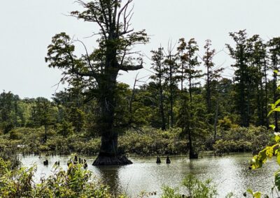 Illinois State Champion Bald Cypress Tree