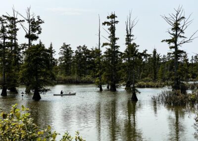 Lower Cache River Canoe Trail