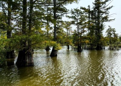 Lower Cache River Cypress Trees