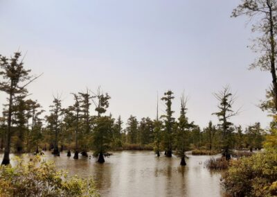 Lower Cache River Access